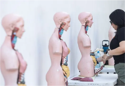 Exhibición de modelos anatómicos del CCS